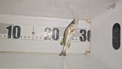 セイゴ(マルスズキ)の釣果