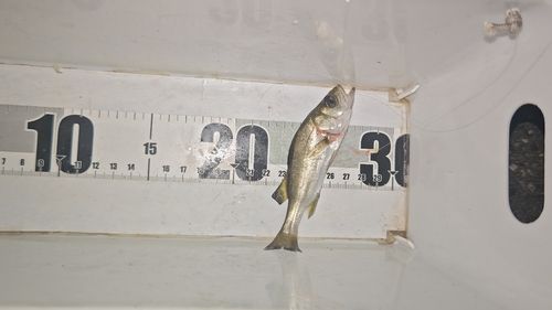 セイゴ（マルスズキ）の釣果
