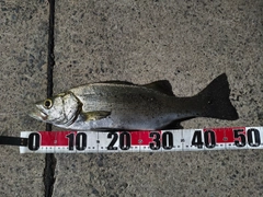 フッコ（ヒラスズキ）の釣果