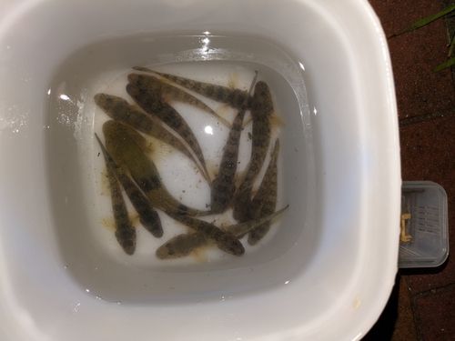 マハゼの釣果