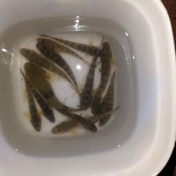 マハゼ
