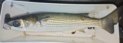 ボラの釣果