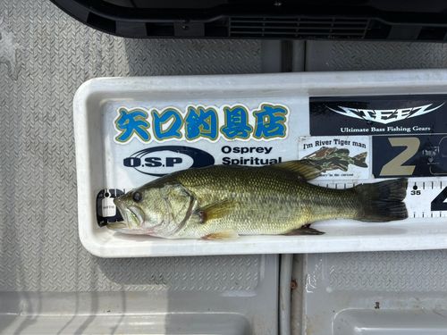 ブラックバスの釣果
