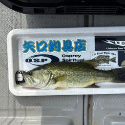 ブラックバス