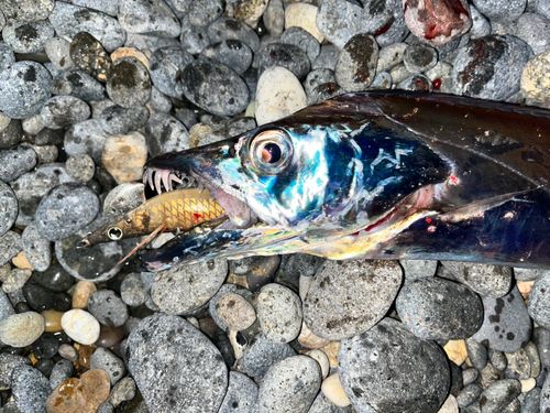 タチウオの釣果