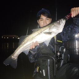 シーバス