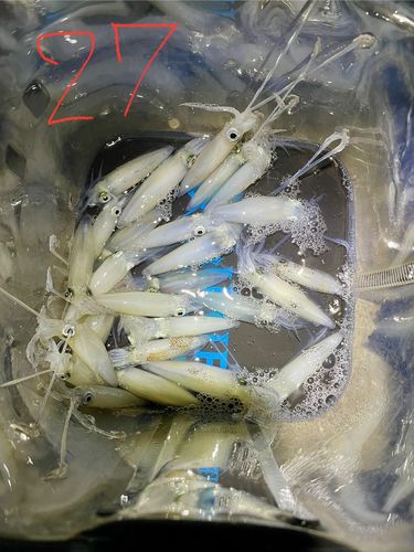 マメイカの釣果