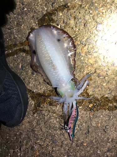 アオリイカの釣果