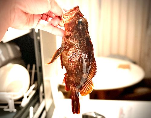 カサゴの釣果
