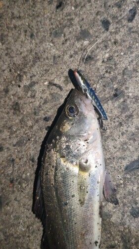 セイゴ（マルスズキ）の釣果