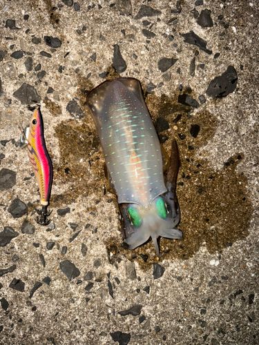 アオリイカの釣果