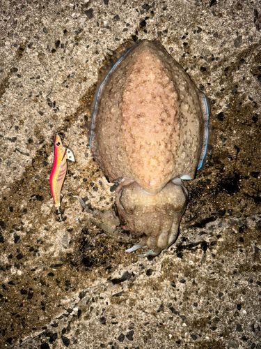 カミナリイカの釣果