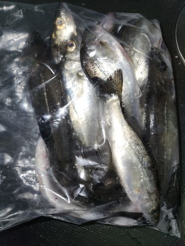 ハネ（タイリクスズキ）の釣果