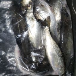 ハネ（タイリクスズキ）