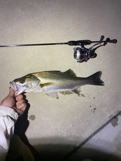 フッコ（マルスズキ）の釣果