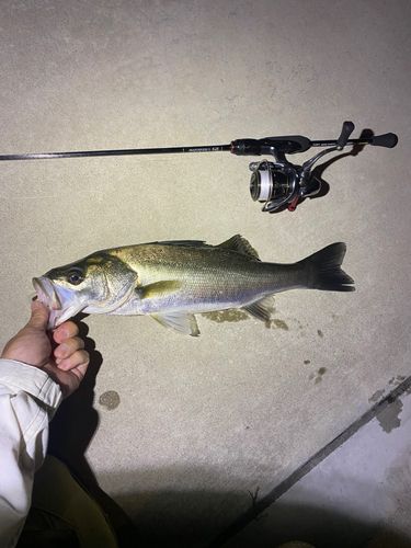 フッコ（マルスズキ）の釣果