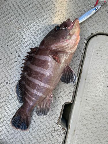 マハタの釣果