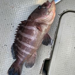 マハタ