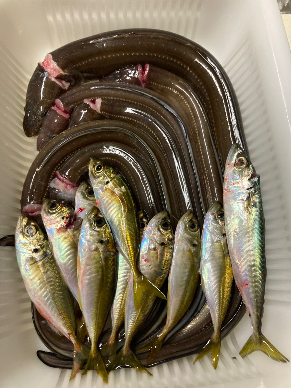アジ