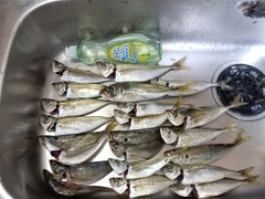 アジの釣果