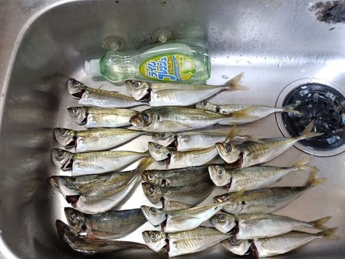 アジの釣果