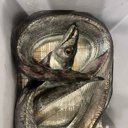 タチウオ