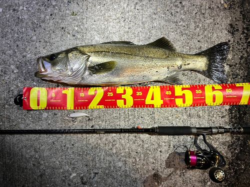 シーバスの釣果