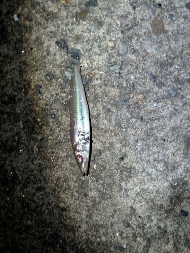 キスの釣果