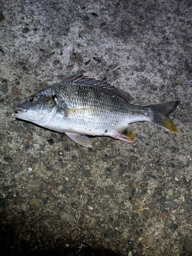 キビレの釣果