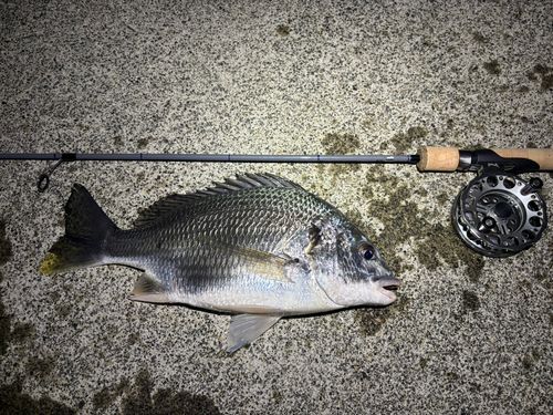 キビレの釣果