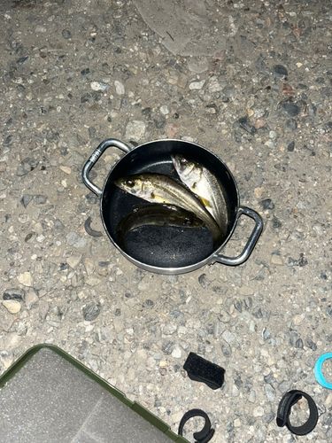 知多湾
