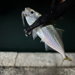 アジ