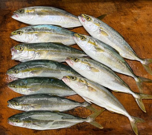 ワカシの釣果