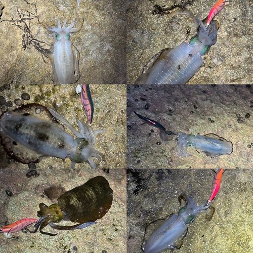 アオリイカの釣果