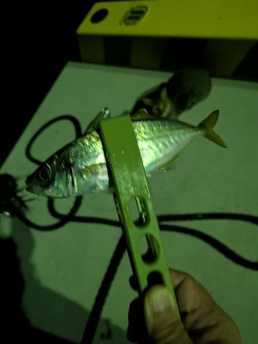 恵曇港
