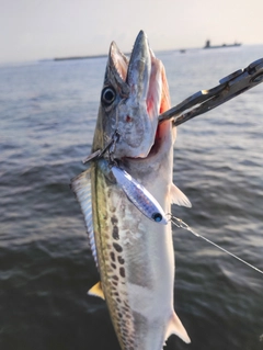 サワラの釣果