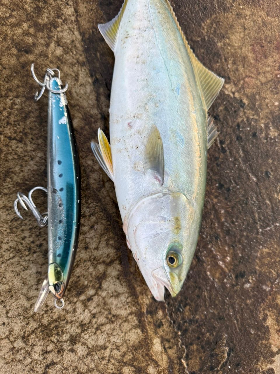 バリバス(VARIVAS) VARIVAS アバニ キャスティングPE SMP 1200m 12号