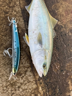 ワカシの釣果