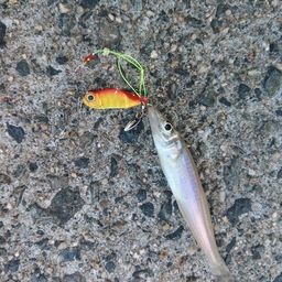 シロギス