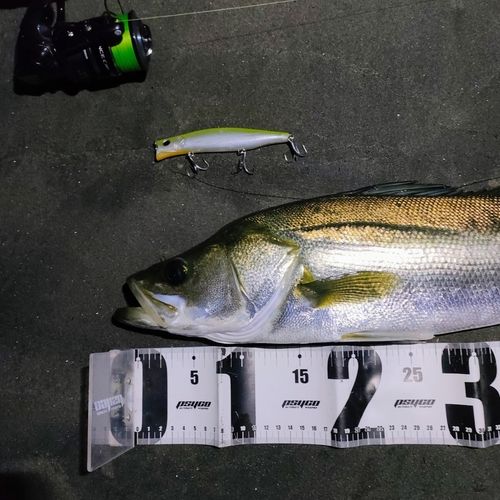 シーバスの釣果