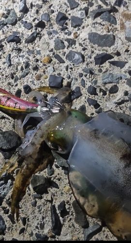 アオリイカの釣果