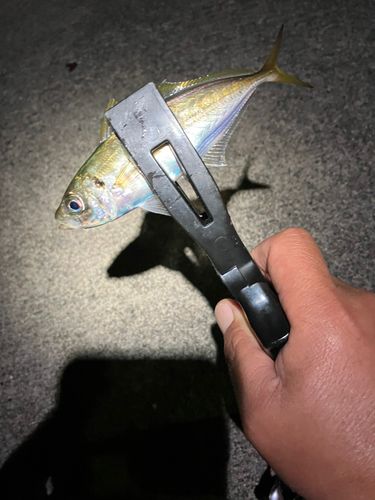 大船渡湾