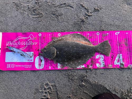 ソゲの釣果