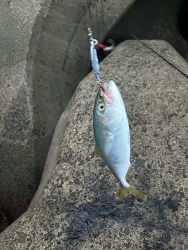 ワカシの釣果