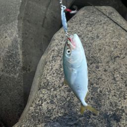 ワカシ