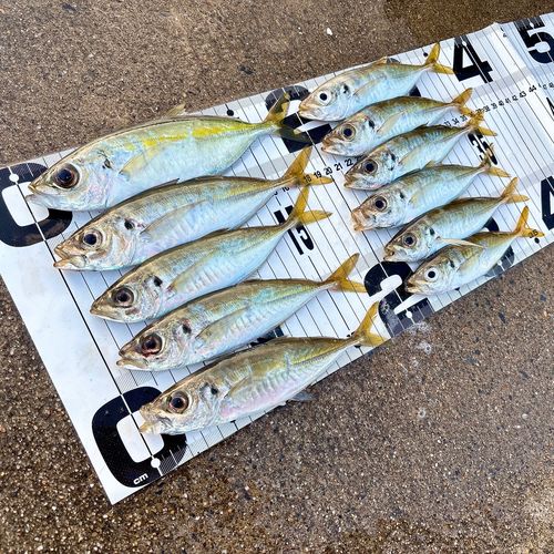 アジの釣果
