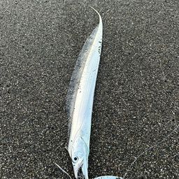 タチウオ