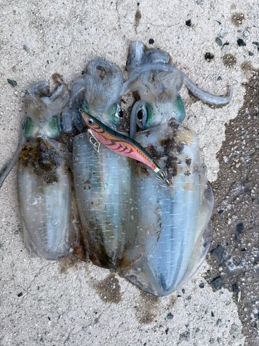 アオリイカの釣果