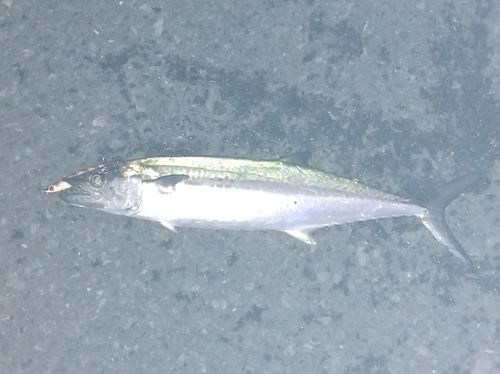 サゴシの釣果