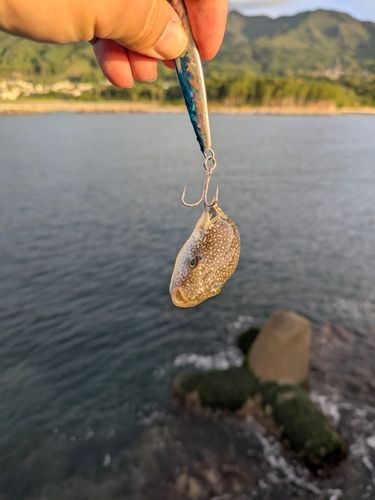 クサフグの釣果